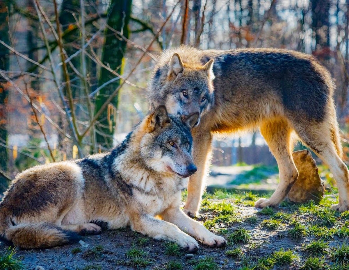 Волк и волчица фото