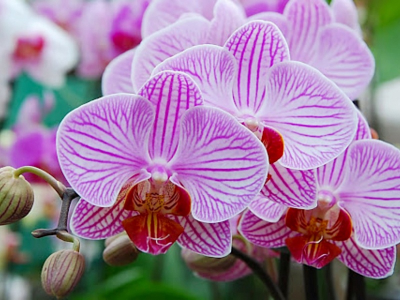 Поздравления С Днем Рождения Цветок Орхидея