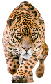 craft/leopard