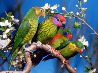 Пазл «4 parrot»