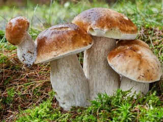 Jigsaw Puzzle «Mushrooms»