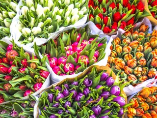 Rompecabezas «Bouquets of tulips»