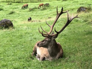 Quebra-cabeça «Deer»