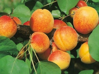 パズル «Apricots»