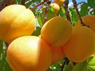 Пазл «Apricots»