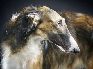 Bulmaca «Russian hound»
