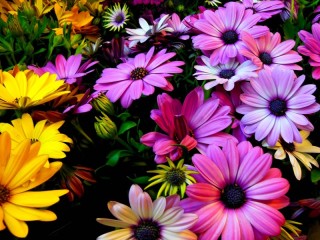 Puzzle «African daisies»