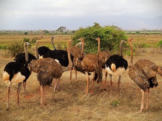 Jigsaw Puzzle «African ostriches»