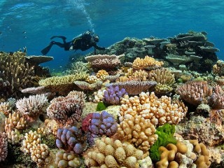 Quebra-cabeça «Scuba diver and reef»