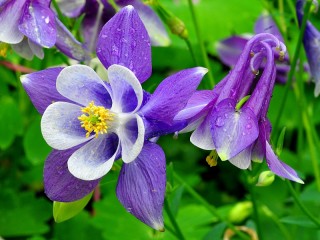 パズル «Aquilegia»