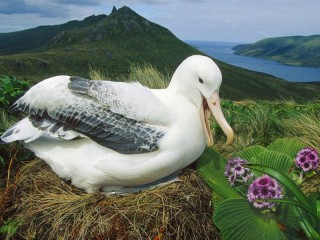 パズル «amsterdam albatross»