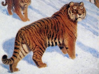 Jigsaw Puzzle «Amur tigers»