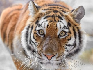 Слагалица «the Amur tiger»