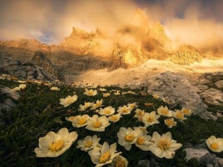 Пазл «Anemones in the Dolomites»