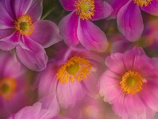 Quebra-cabeça «Anemones in the haze»