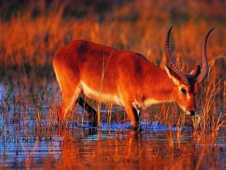 Jigsaw Puzzle «Antelope at the watering hole»