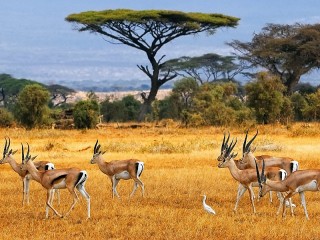 Jigsaw Puzzle «Antelopes in Africa»