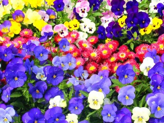 Jigsaw Puzzle «Pansy flowerbed»