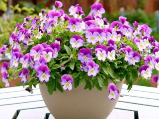 Jigsaw Puzzle «Pansy 3»