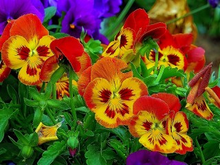 Zagadka «Pansy»