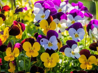 Puzzle «Pansy»