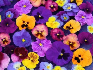 Jigsaw Puzzle «Pansies»