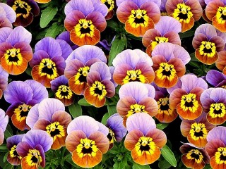 Puzzle «Pansy»