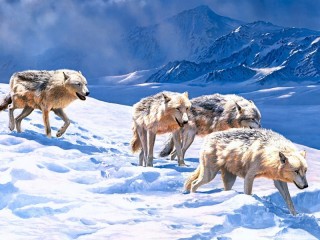 Пазл «arctic wolves»