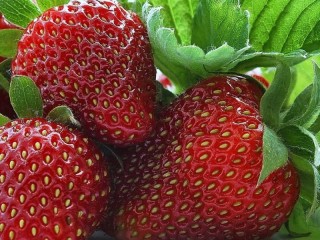 Пазл «Fragrant strawberries»