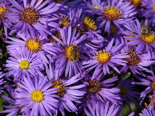 Puzzle «Asters»