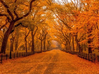 Пазл «Autumn in Central Park»