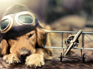 Пазл «Aviator»