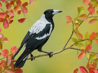Пазл «Australian magpie»