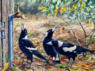 Quebra-cabeça «Australian magpies»