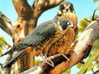 Rompicapo «Australian hobby falcon»