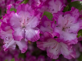 Rompicapo «Azalea»