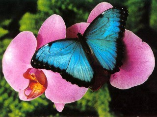 Jigsaw Puzzle «butterfly»