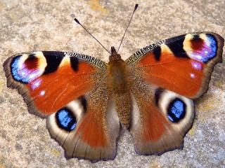 Bulmaca «Butterfly»