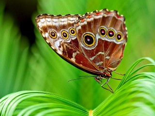 Rätsel «Butterfly»