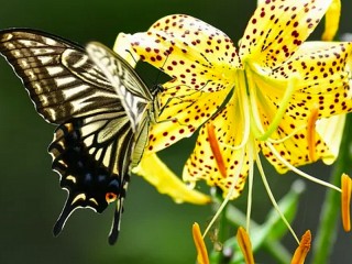 Пазл «Бабочка и лилия»
