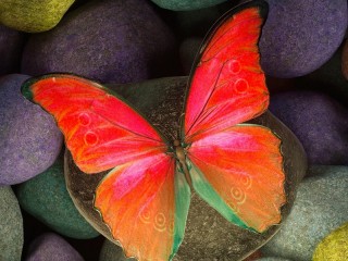 Quebra-cabeça «Butterfly on the stone»
