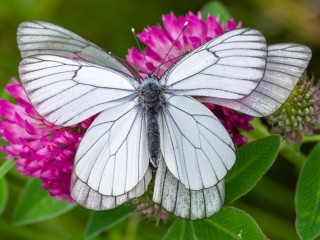 パズル «Butterfly on clover»