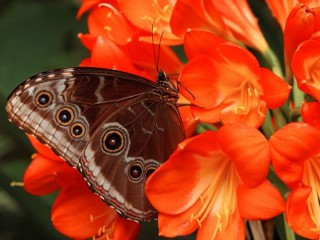 Jigsaw Puzzle «Butterfly on a flower»