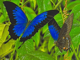 Jigsaw Puzzle «Blue butterfly»