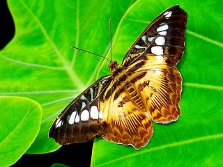 Slagalica «Butterfly painted lady»