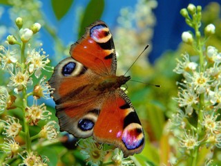 Пазл «Бабочка в цветах»