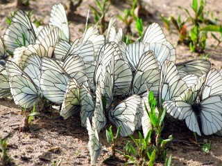 Slagalica «Butterflies»