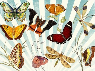 Quebra-cabeça «Butterflies and dragonflies»