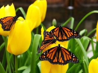 Пазл «Бабочки на тюльпанах»