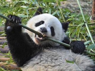 Rompecabezas «The bamboo-eating pandas»